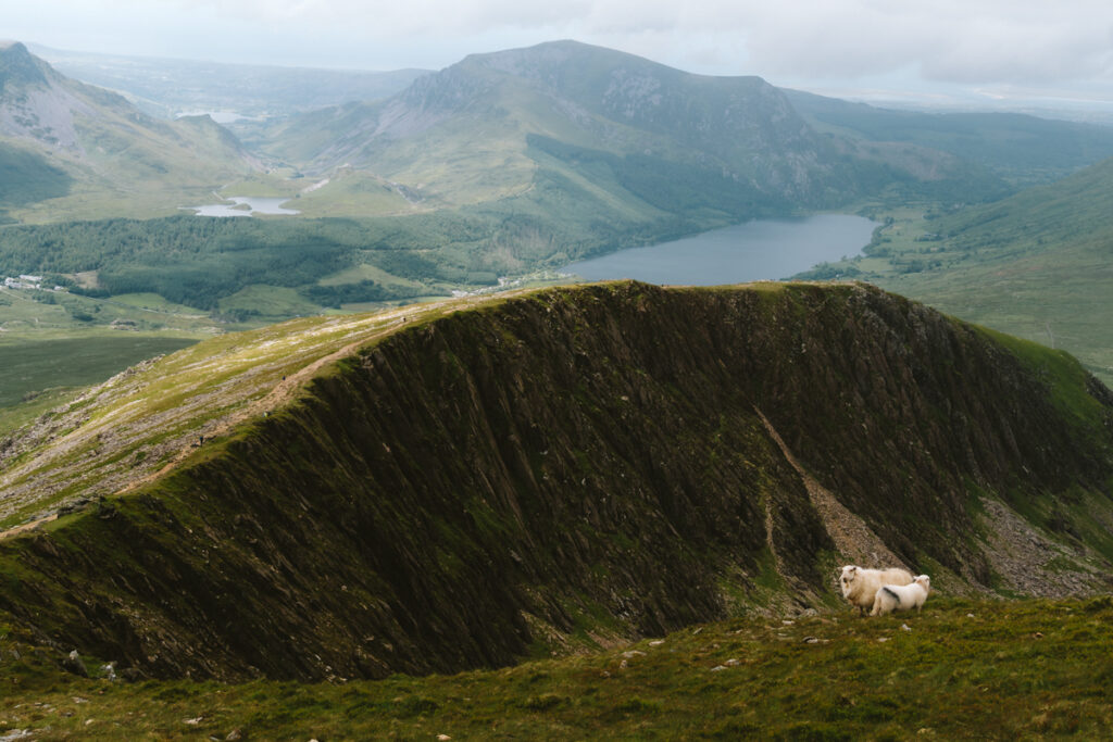 sheep on brow of hill looking down on valley